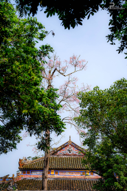 Huế - Mùa hoa ngô đồng